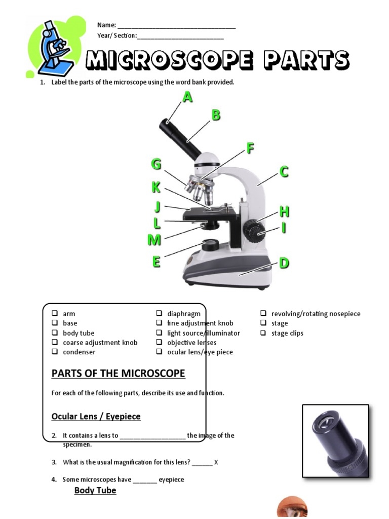13 Microscope Parts PowerPoint Worksheet PDF Glass 