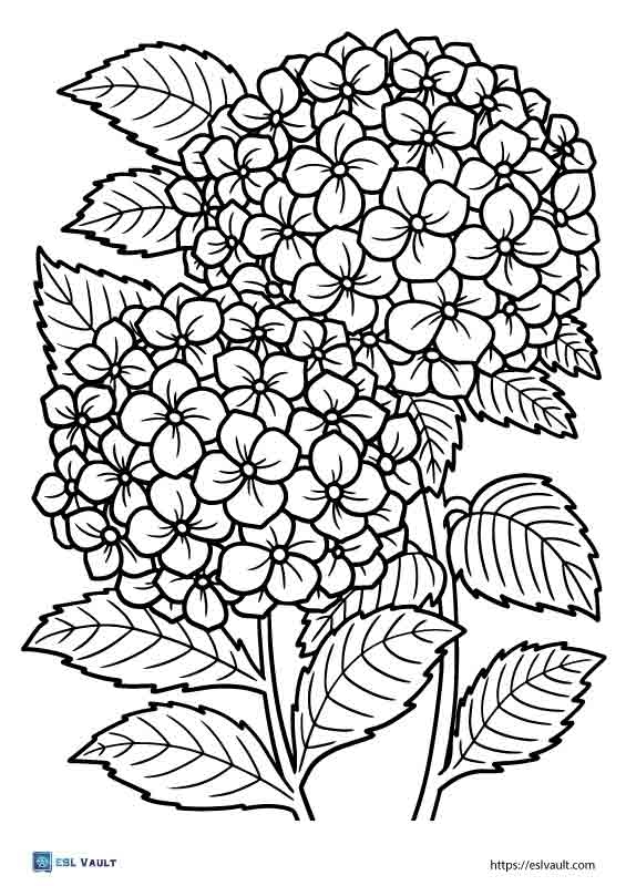 20 Free Printable Plant Coloring Pages ESL Vault