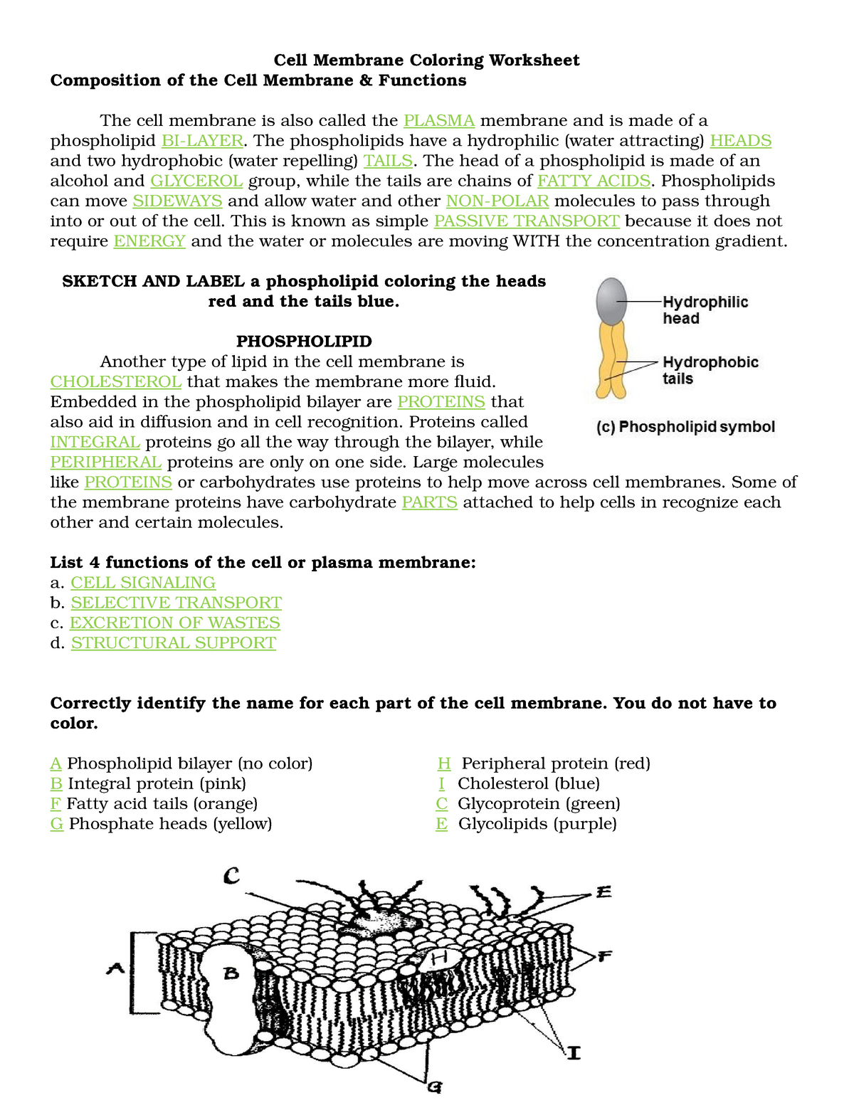 2103 Cell Membrane Coloring Worksheet KEY PDF Cell Membrane 