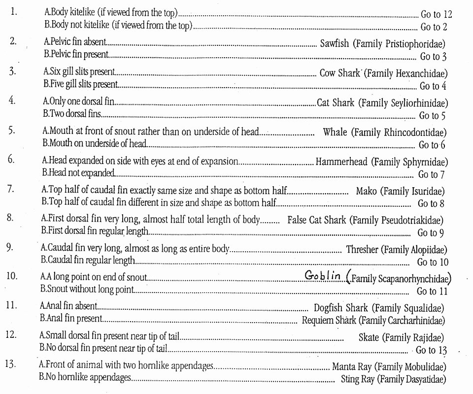 50 Biological Classification Worksheet Answer Key Chessmuseum 