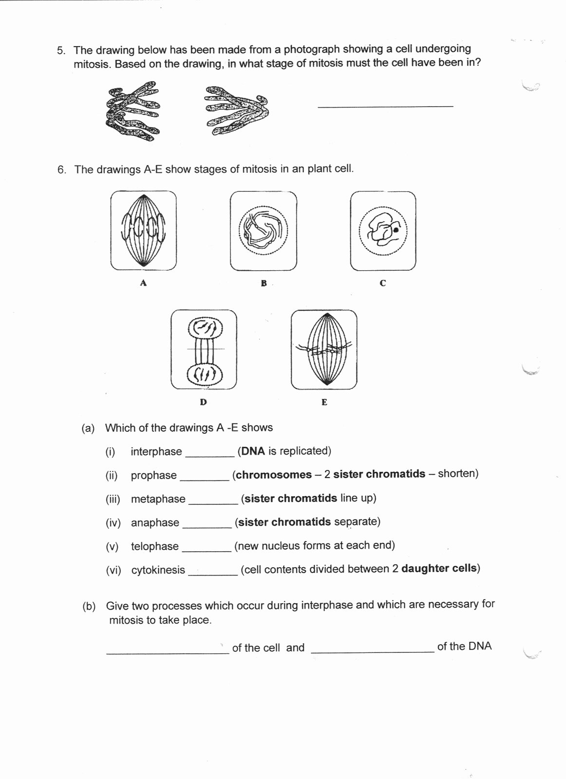 biological classification worksheet answer key