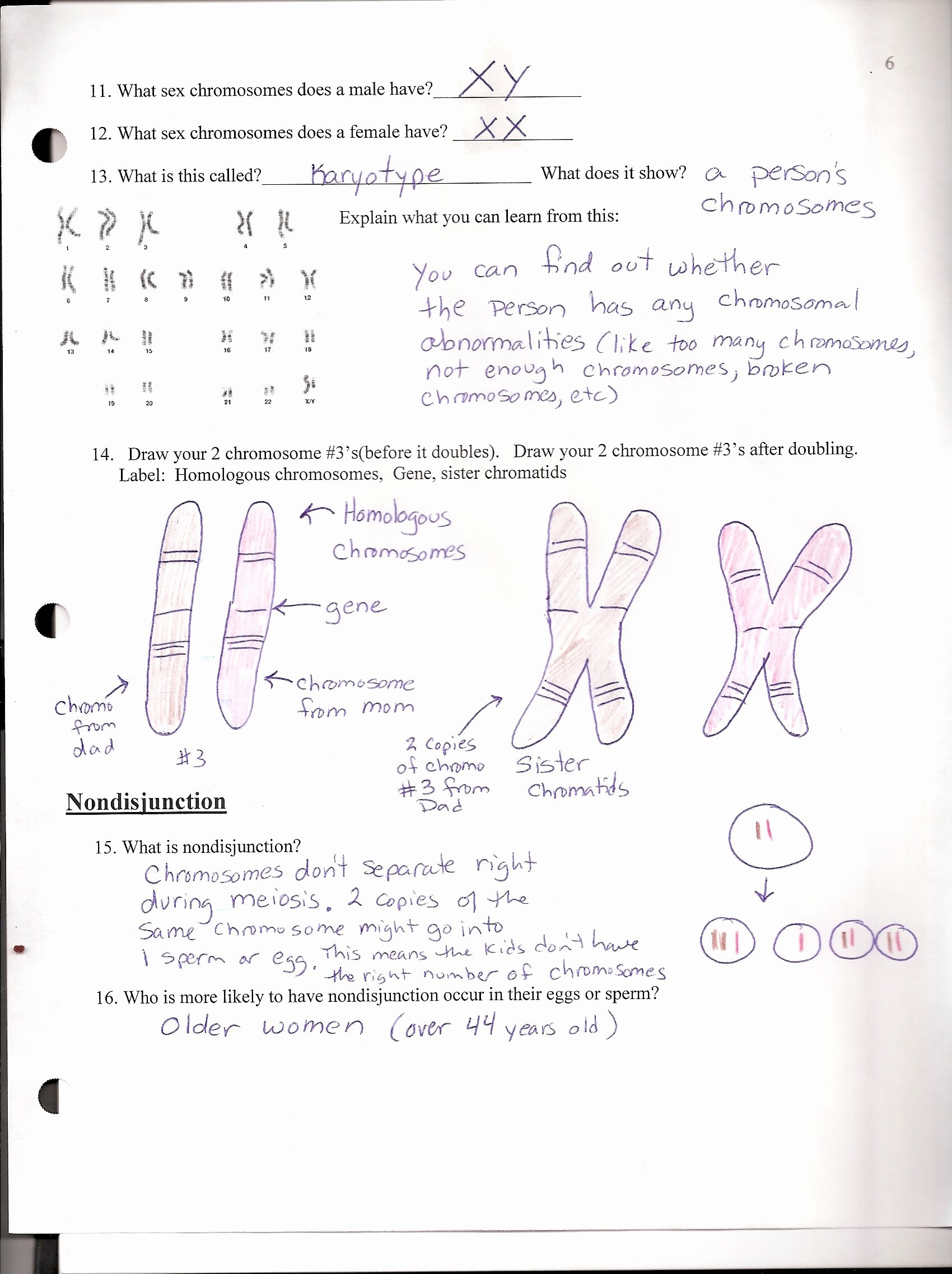 50 Mendelian Genetics Worksheet Answer Key