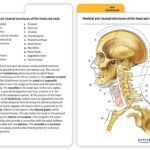 muscle anatomy flash cards printable