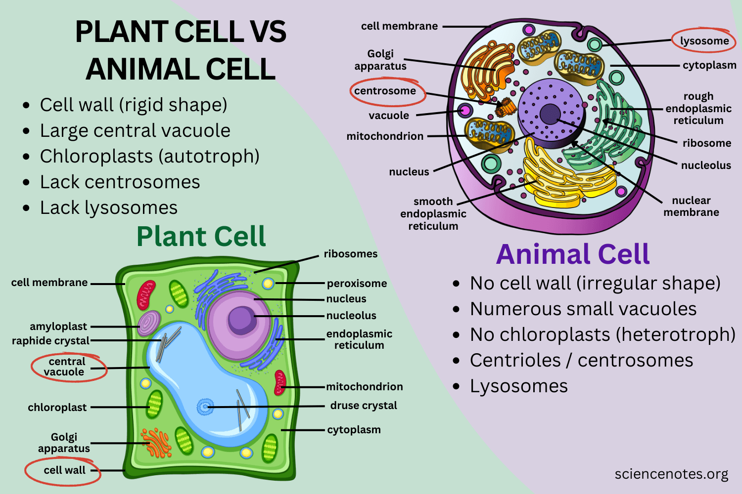 animal and plant cells worksheet