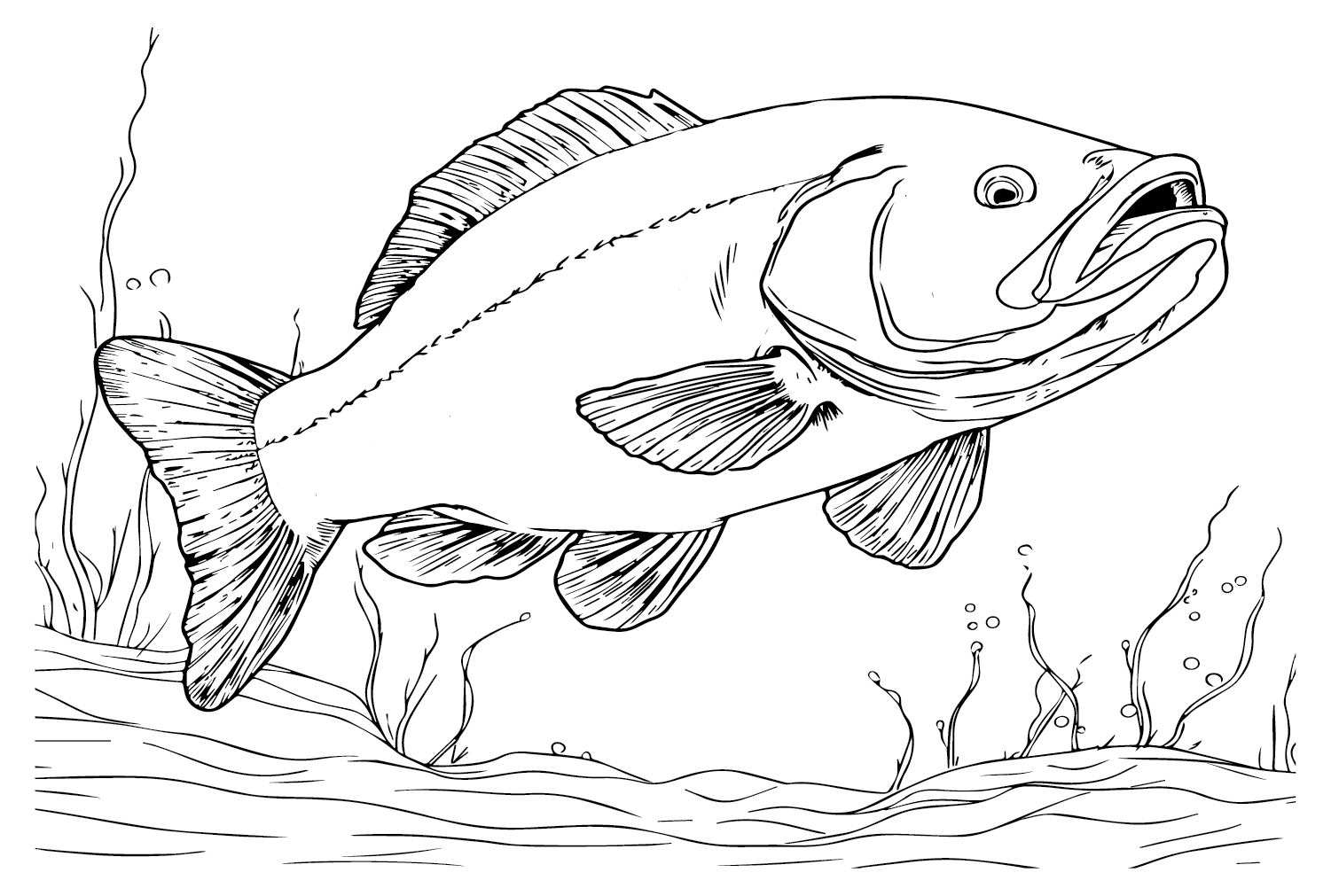 Bass Fish Coloring Pages Free Printable Coloring Page Vrogue co