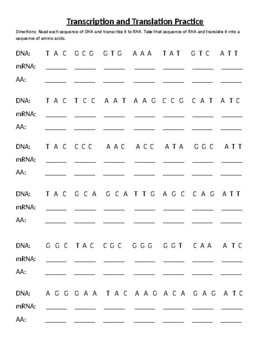 Biology Transcription Translation Worksheet By ABiologyTeacher