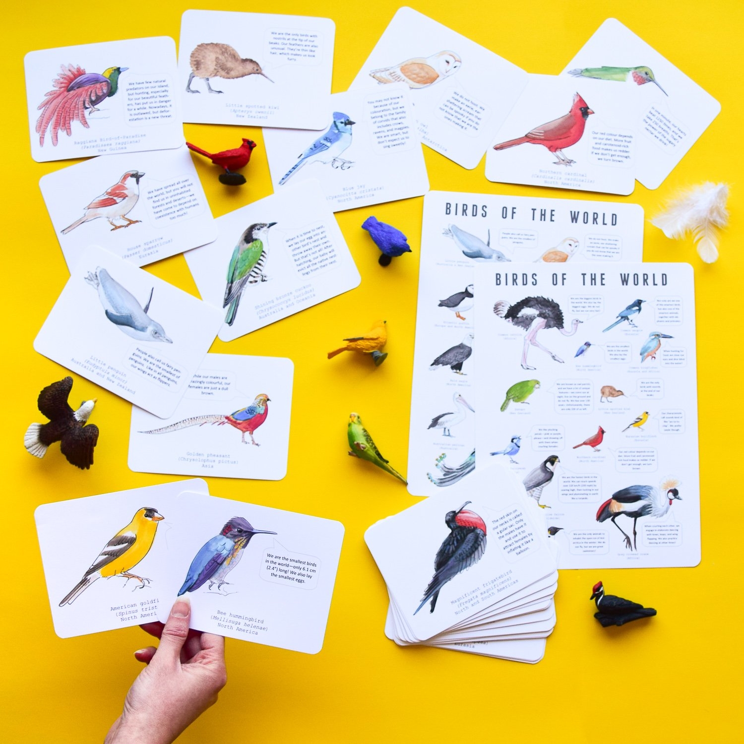 Bird Identification Cards Adventure In A Box