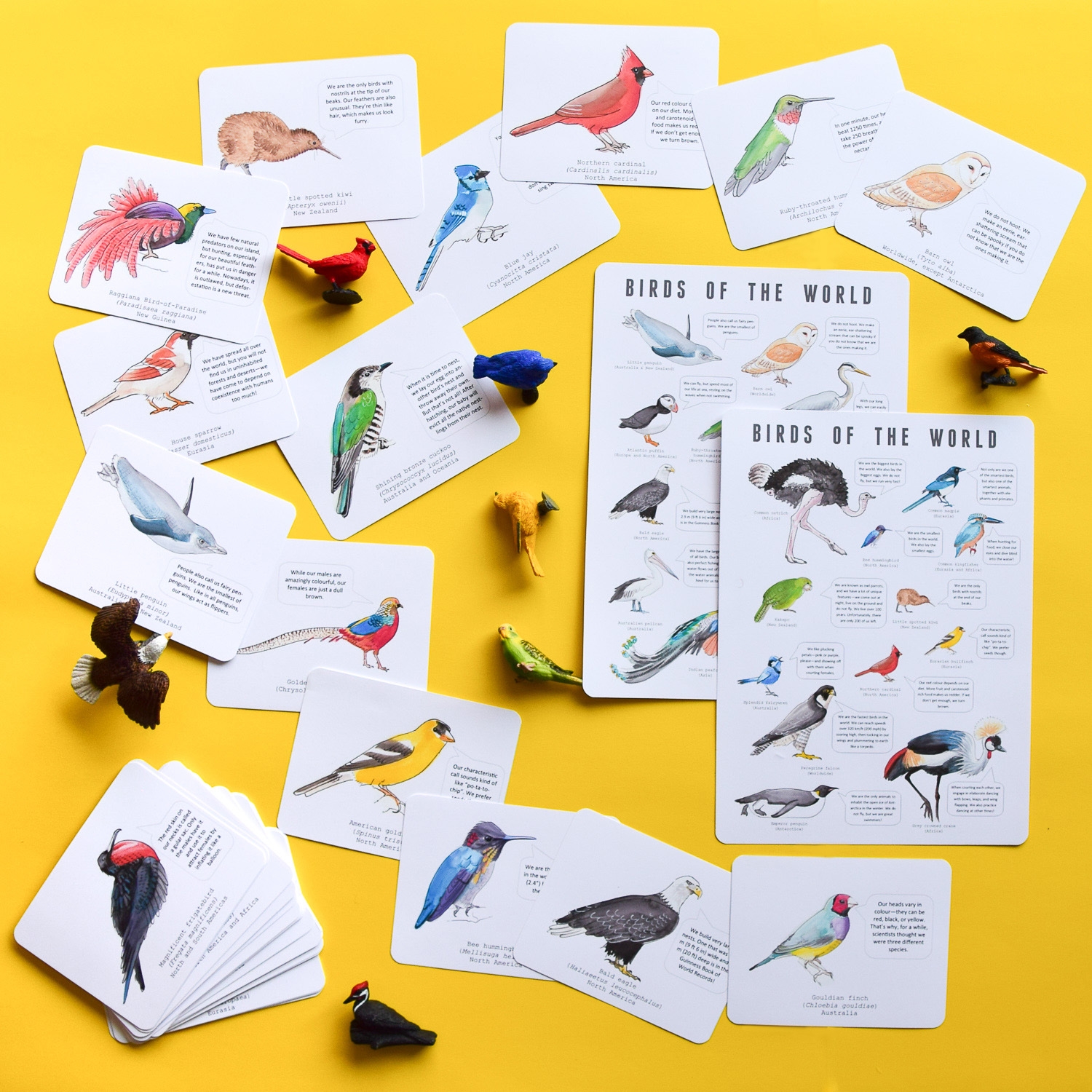 printable bird identification cards