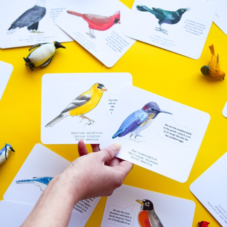 Bird Identification Cards Adventure In A Box