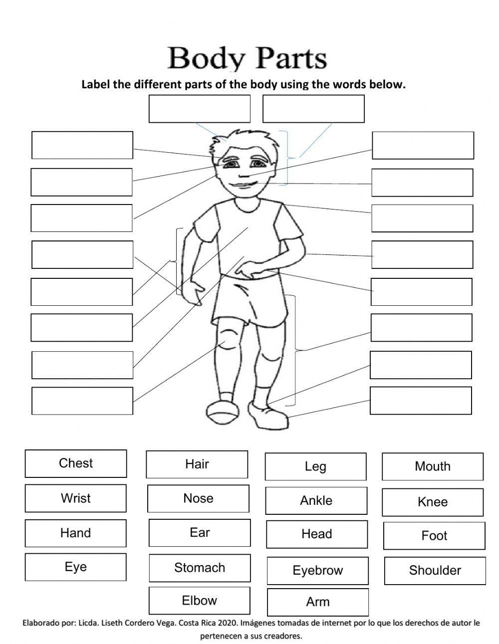 Body Parts Online Pdf Worksheet Live Worksheets Worksheets Library