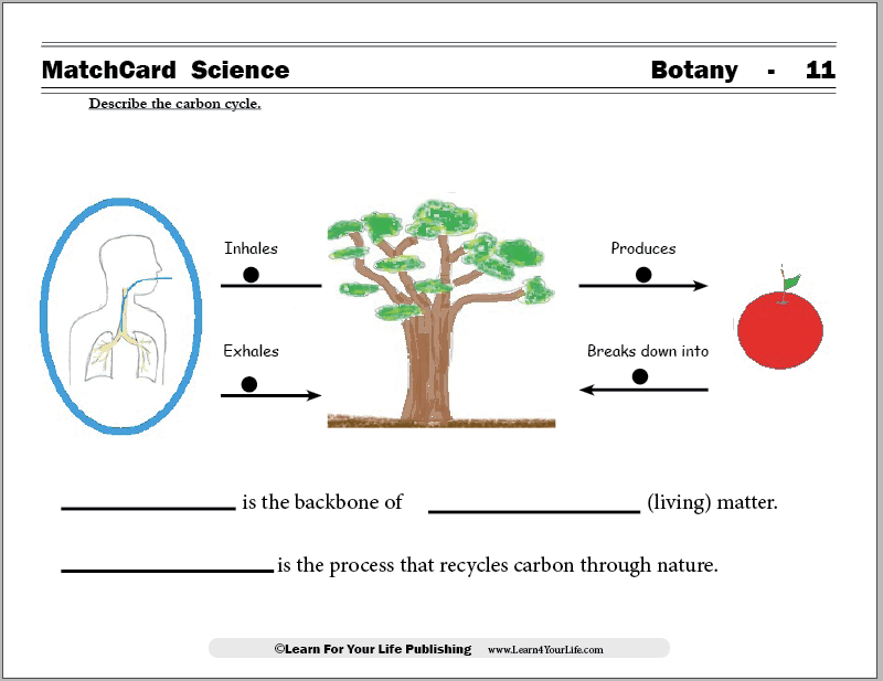 Carbon Cycle Worksheets Library