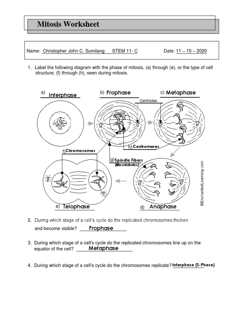 Cell Cycle Label Worksheets Library
