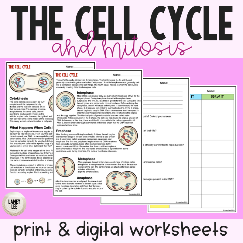 Cell Cycle Mitosis Reading Comprehension Worksheets Worksheets 