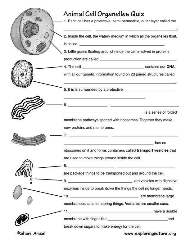 cell structure and function worksheet