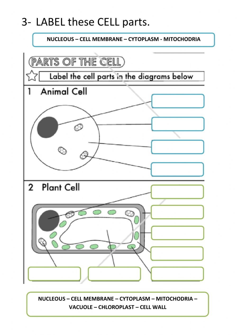 Cell Structure Worksheet Function Worksheets
