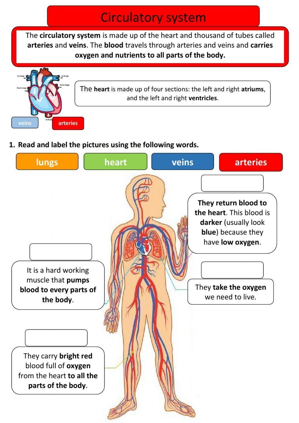 circulatory system worksheet