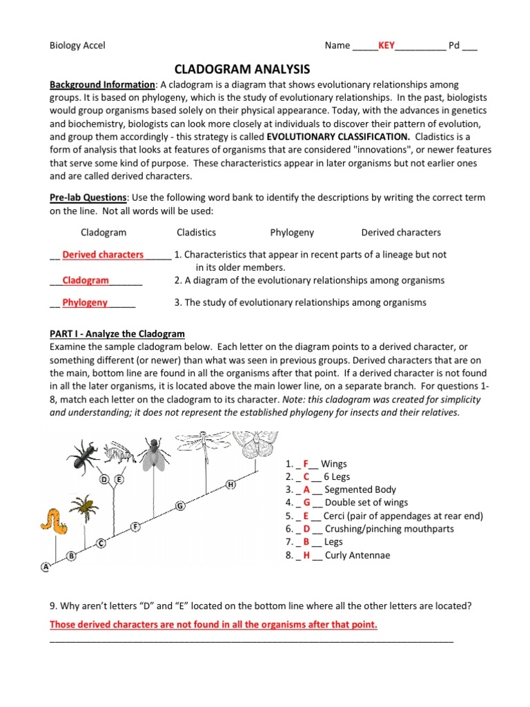 Cladogram Analysis Lab Key 2015 CF PDF Phylogenetic Tree Biology 