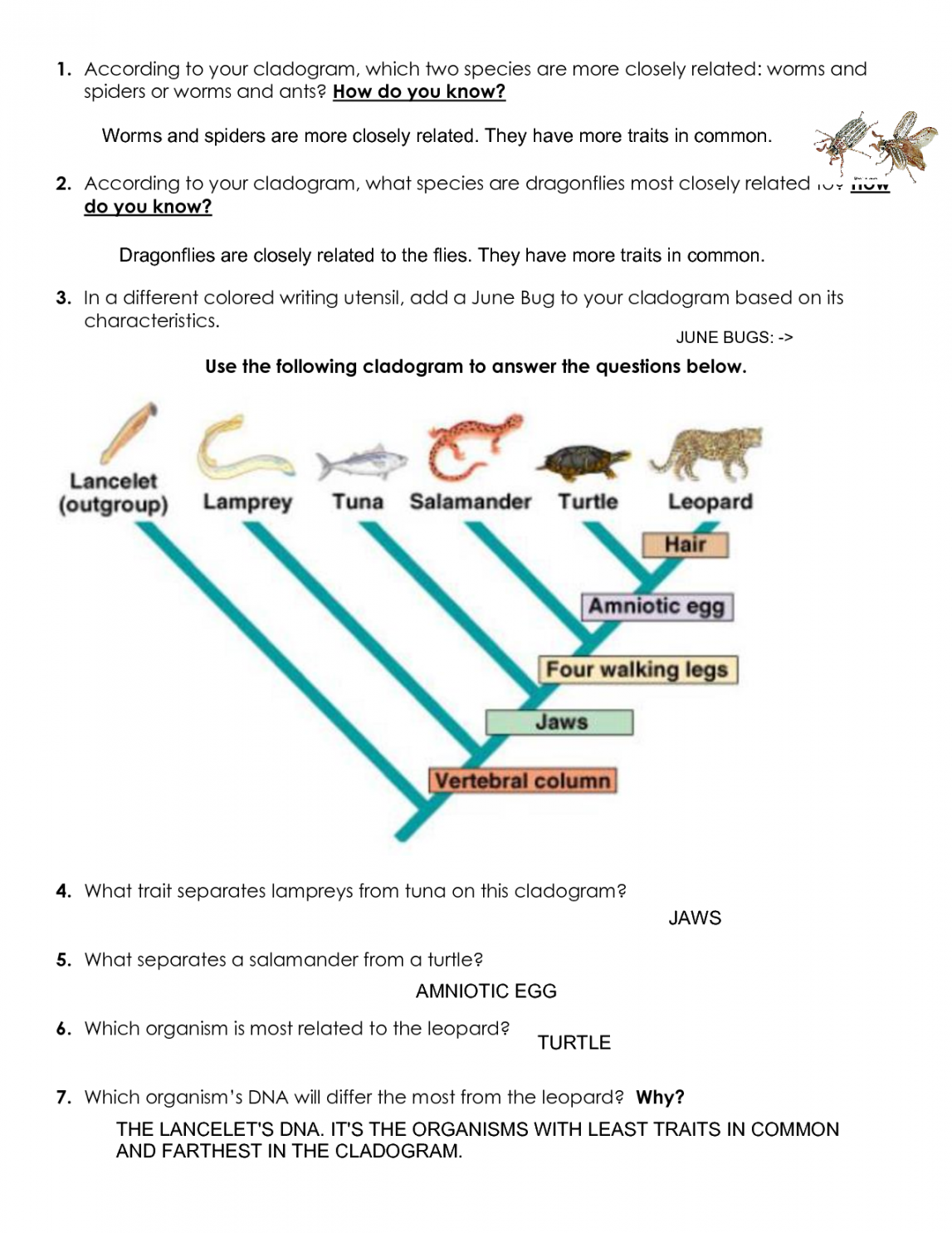 Cladogram Practice Worksheet Pdf Printable PDF Template