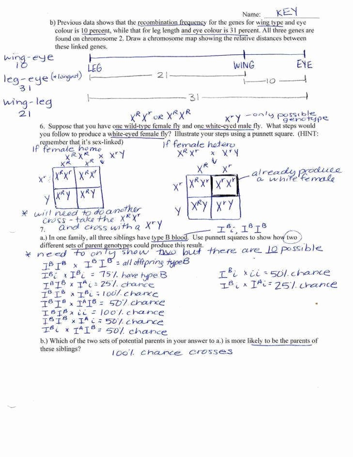 Codominance Worksheet Blood Types Inspirational Codominance Worksheet 