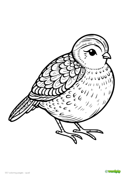 Coloring Pages Quail Worksheets Library