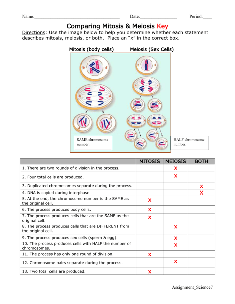 Comparing Mitosis And Meiosis Worksheet Key 651825 Free Worksheets