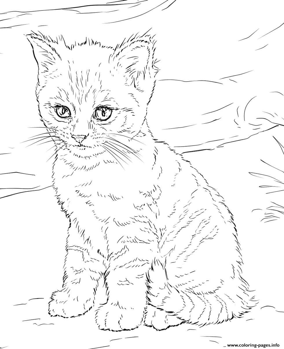 Cute Kitten Coloring Page Printable