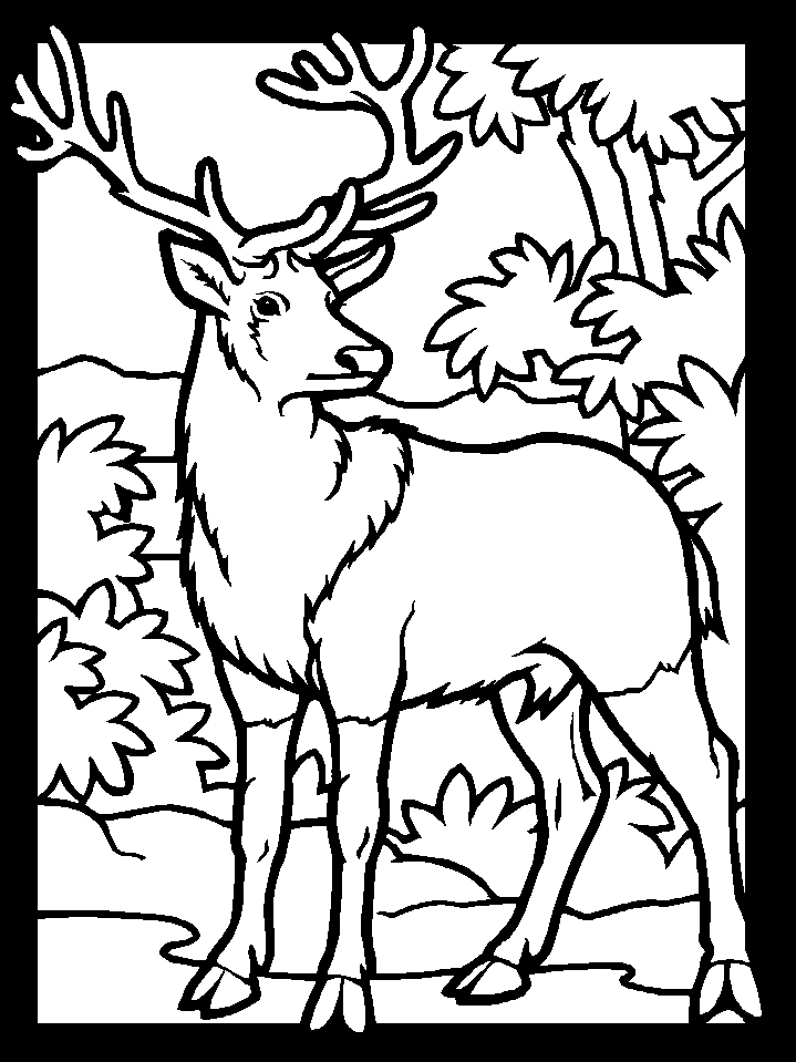 Deer Coloring Book Pages