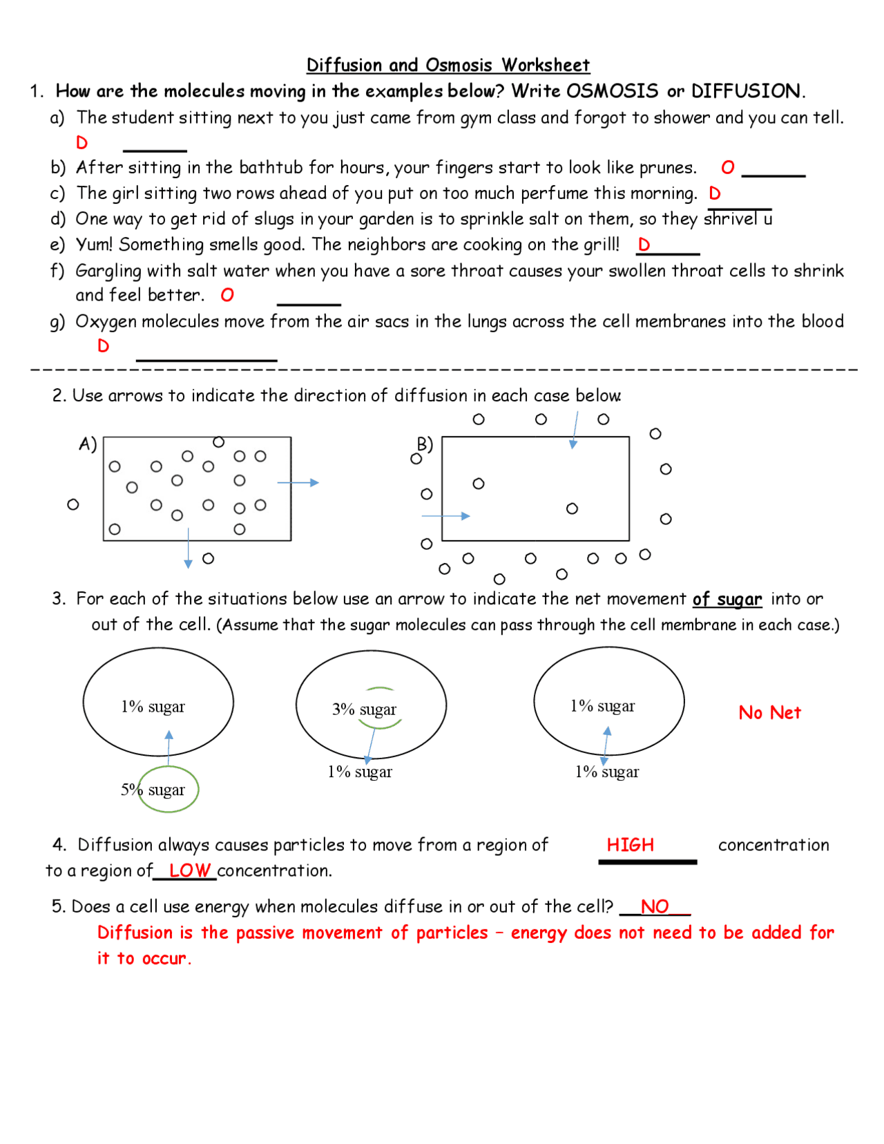 Diffusion Osmosis Worksheet ANSWERS Exams Biological Sciences 