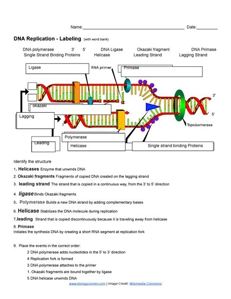 worksheet on dna replication
