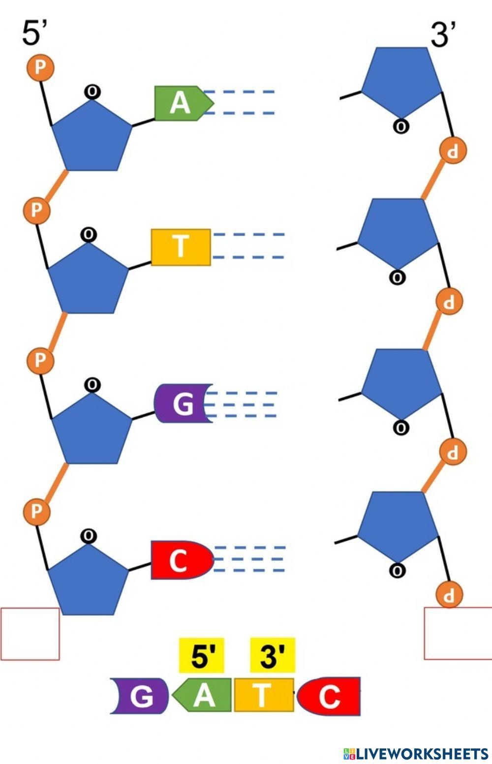 DNA Structure Exercise Live Worksheets Worksheets Library