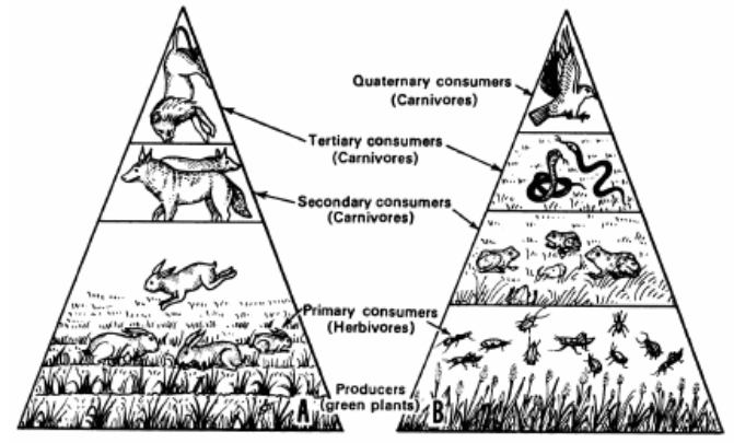 ecological pyramids worksheet