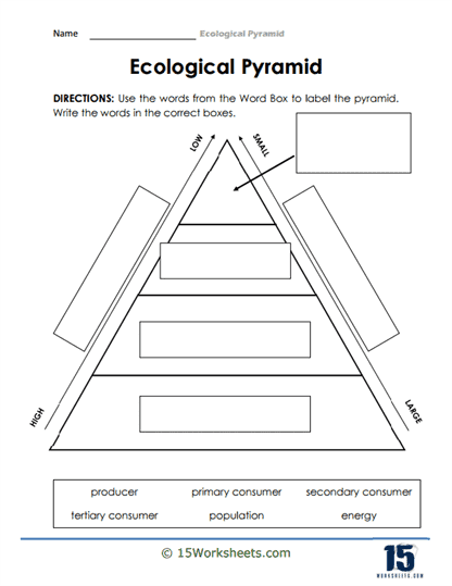 Ecological Pyramid Worksheets 15 Worksheets Worksheets Library