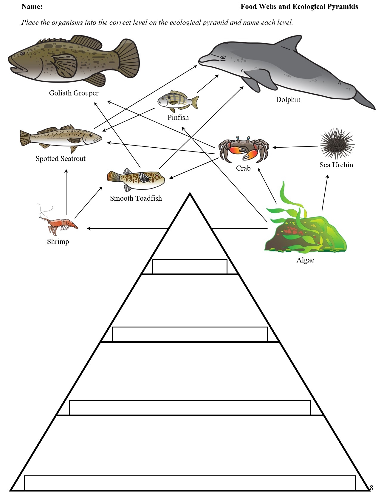 Ecology Food Web And Ecological Pyramids Worksheets Teaching 