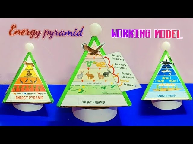 Energy Pyramid Worksheets Free Printables Worksheets Library