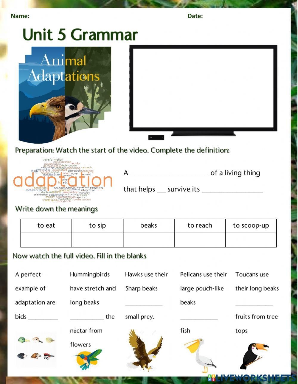 animal adaptations worksheets