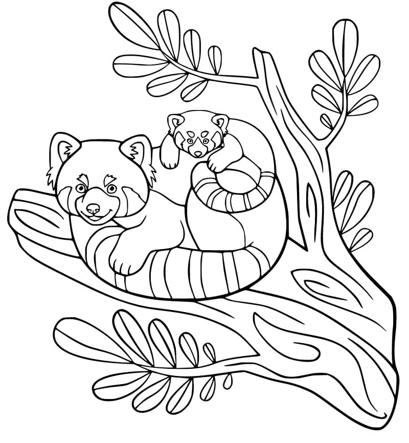 Family Red Panda