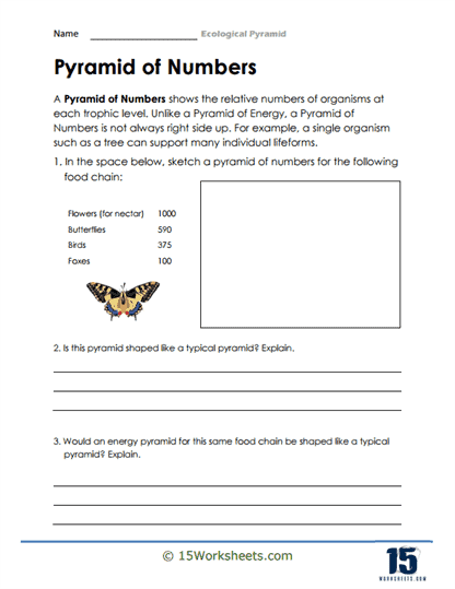 food webs and energy pyramids worksheet answer key