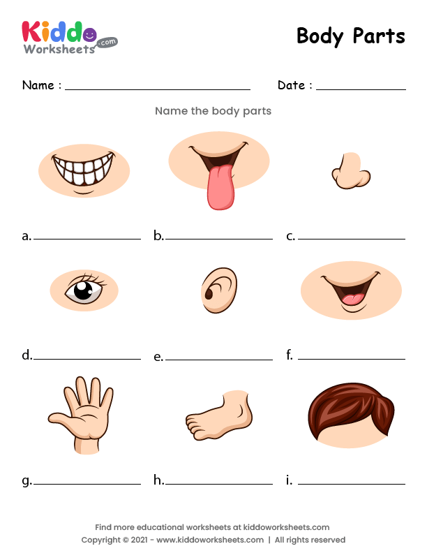 worksheet of body parts