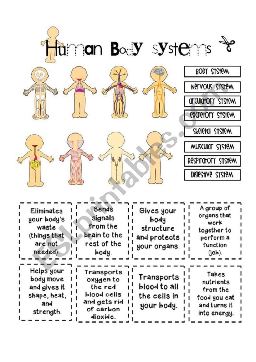 body image worksheets