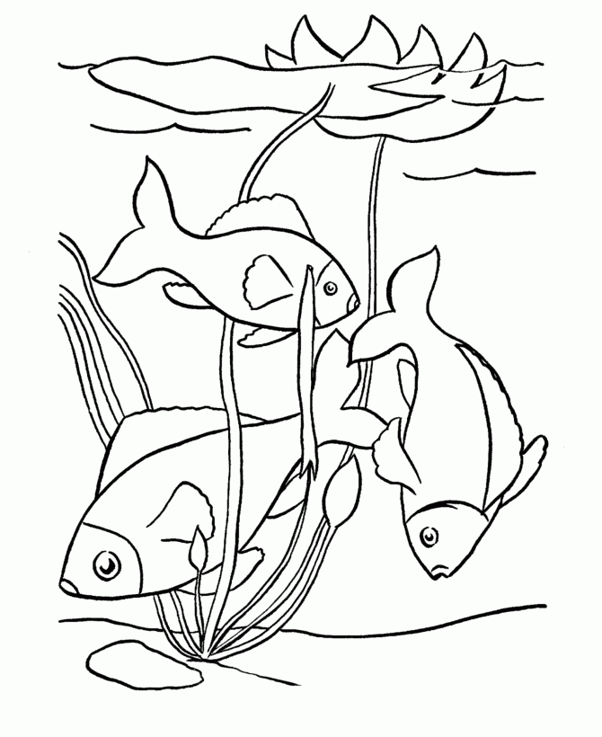 Free Printable Fish Coloring Pages Coloring Home