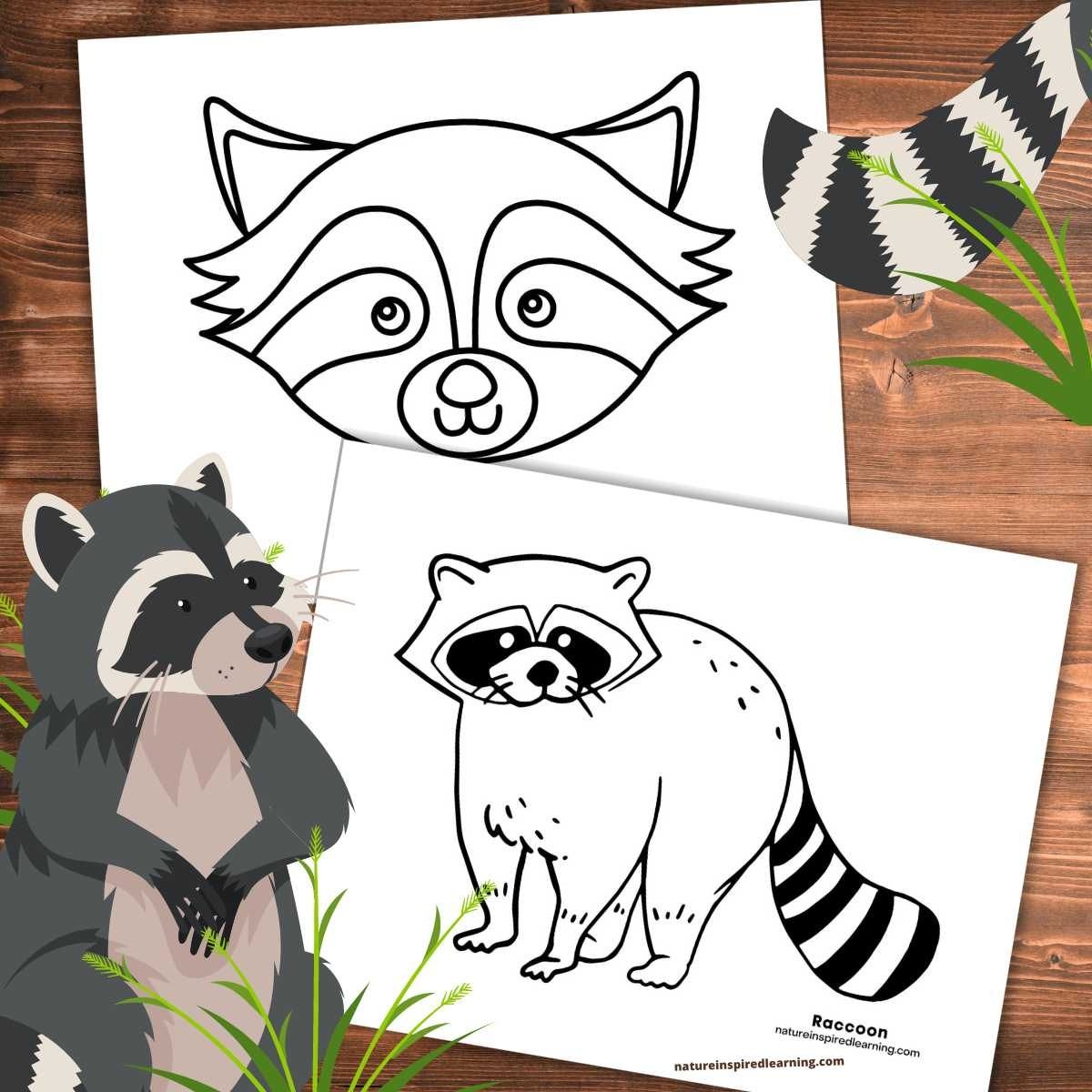 printable raccoon pictures