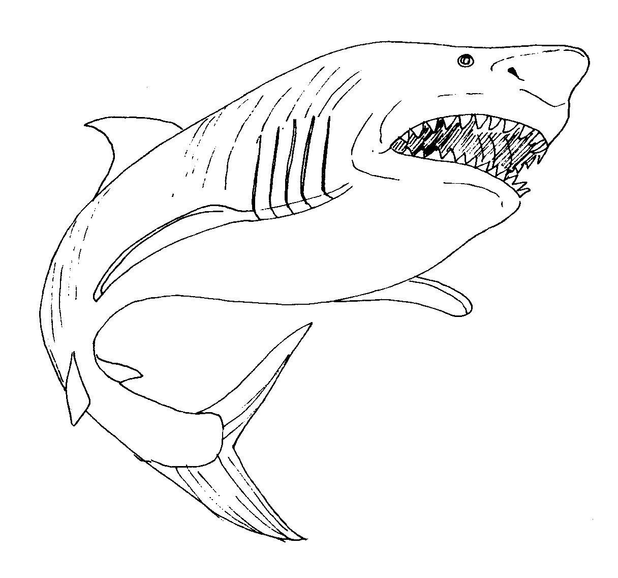 Printable Shark Coloring Pages