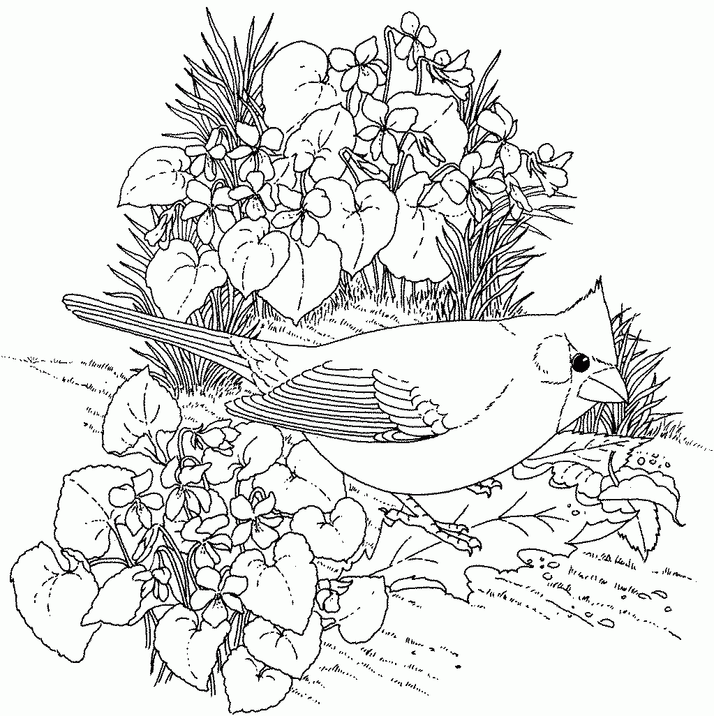 Coloring Pages Realistic Flowers