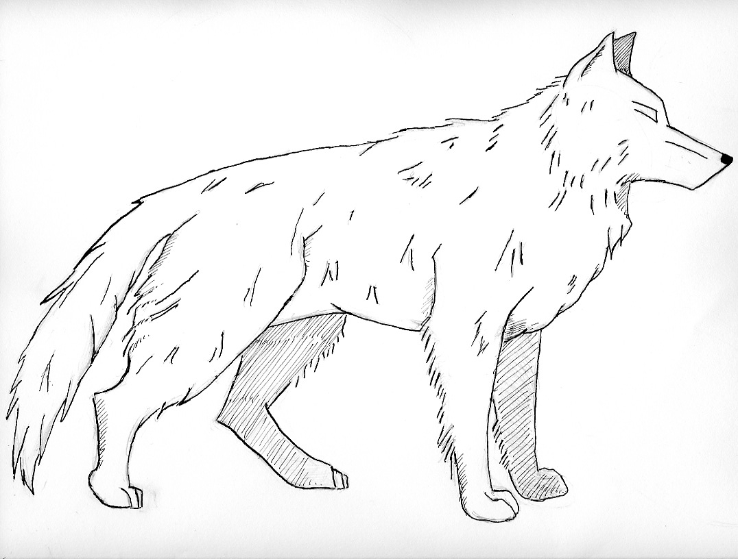 Coloring Pages Of A Wolf