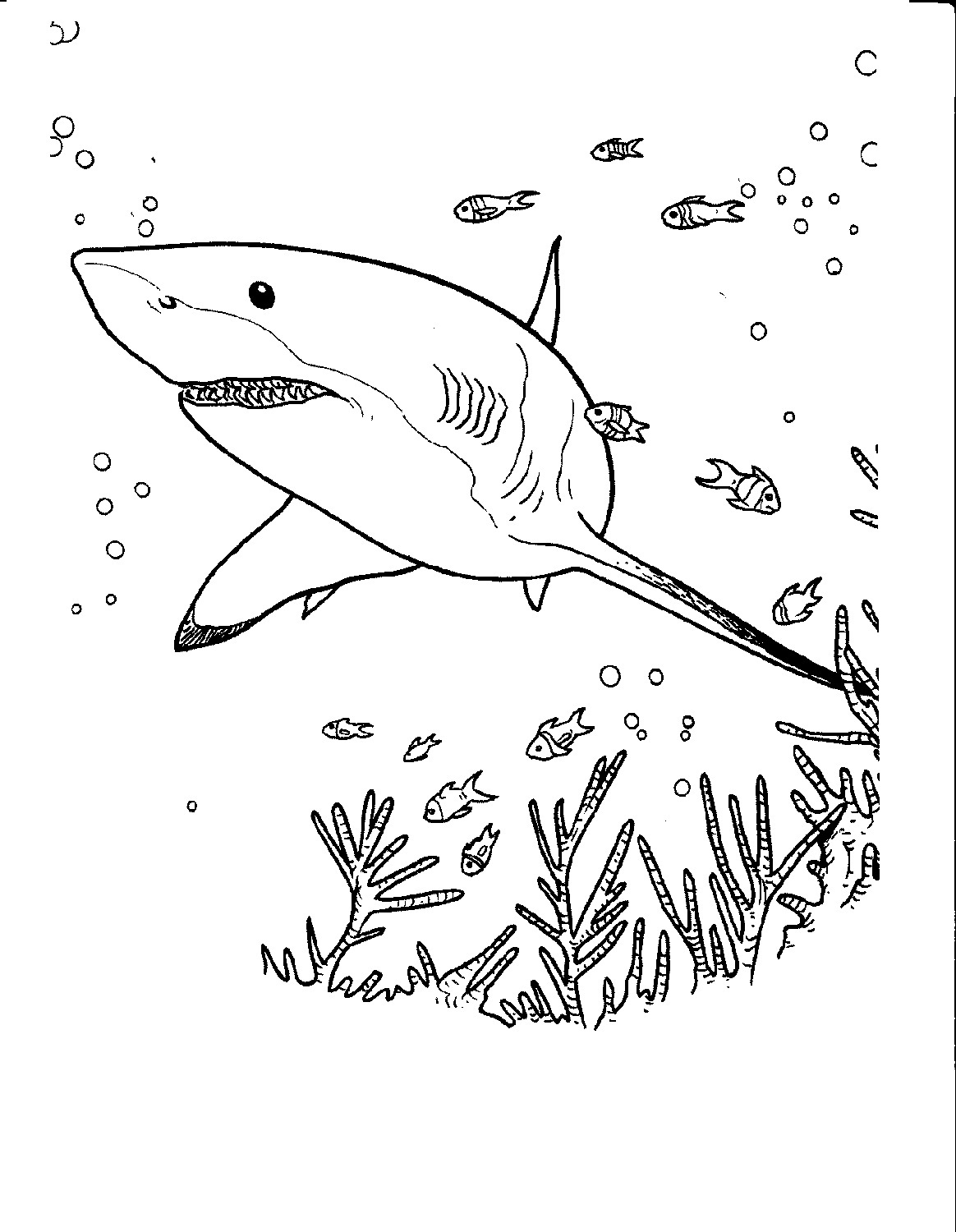Shark Color Pages