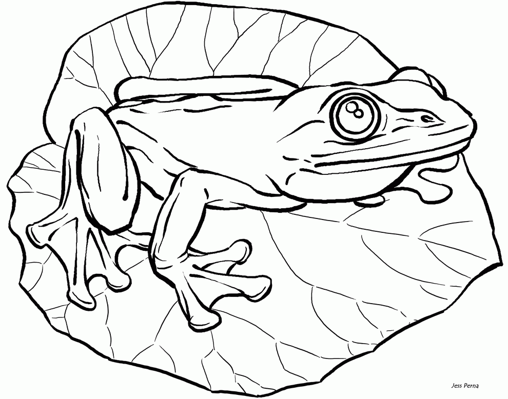 Frog Coloring Page For Kids Coloring Page For KidsFree Coloring Nation