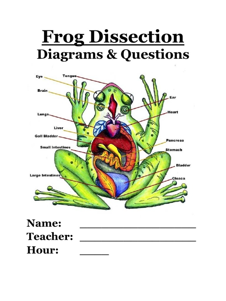 Frog Dissection Lab Suburban Science Worksheets Library