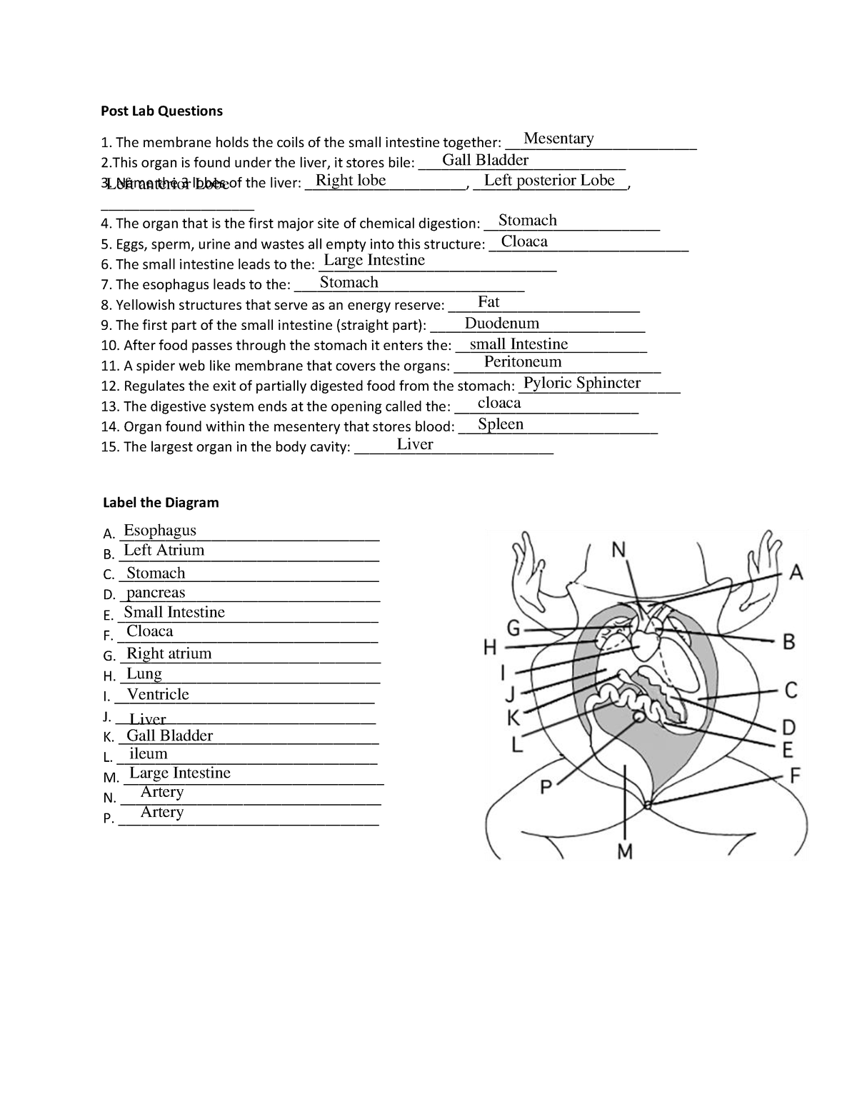 Frog Dissection Labeling Worksheet Ojo Post Lab Questions The 