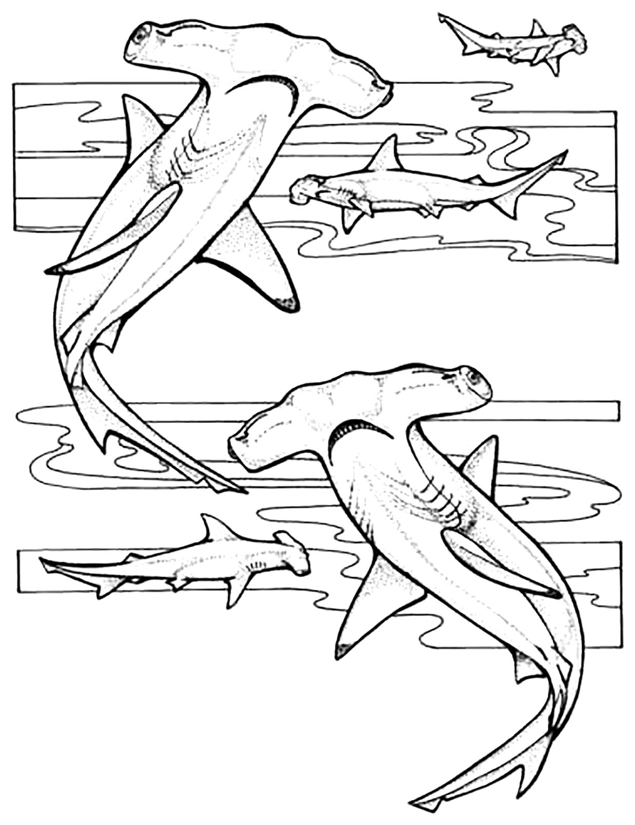 free printable coloring pages sharks