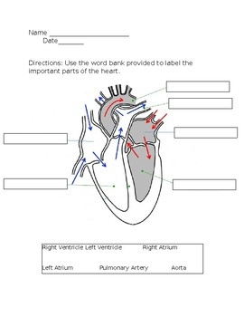 heart labeling worksheet